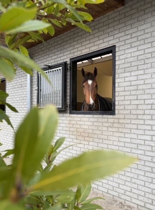 equi-elite-marketing-cavallini-photoshoot-2-1